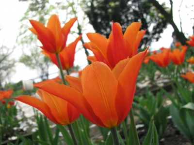 rote und andere Tulpen