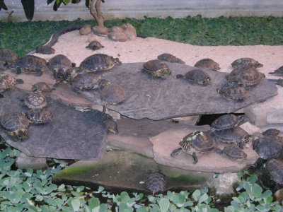 Schildkröten im Wintergarten des Bahnhofs Atocha (Madrid)