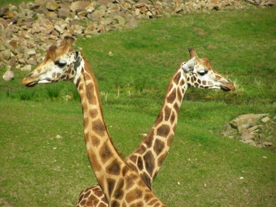 Giraffen-Duo