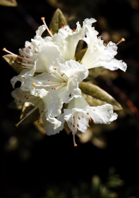 Weiße Rhododendronblüte