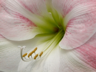 Amaryllis Blüte