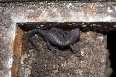 Feuersalamander oder das Tier aus dem Wasserschacht