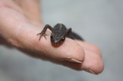 Salamander auf der Hand