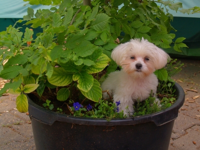 Hund im Blumenkasten