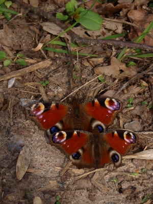 frühlingserwachen der tiere