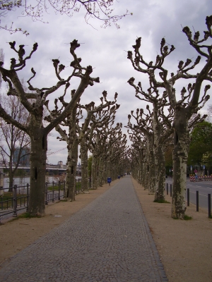 Allee in Frankfurt am Main