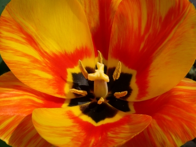 Tulpenblüte Rot Gelb