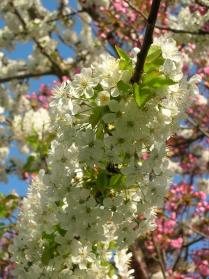 Blütenwunder: rosa und weiße Blüten an einem Baum