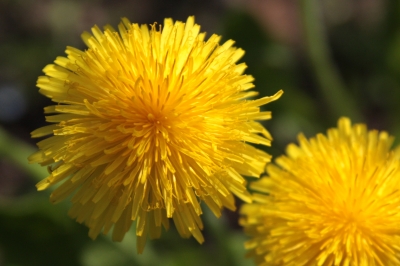 gelbe Gartenübermacht!