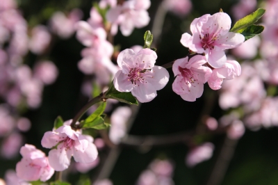 rosa Frühlingswunder