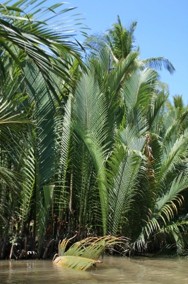 Water Coconut Palm, Mekong Delta