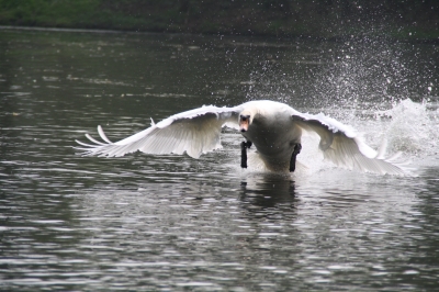 Startender Schwan Bild1