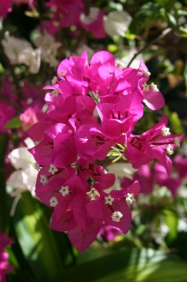 Bougainvillea