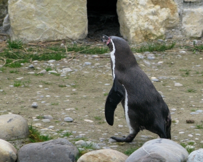 Humboldt-Pinguin