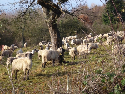 Schafe im Sauerland