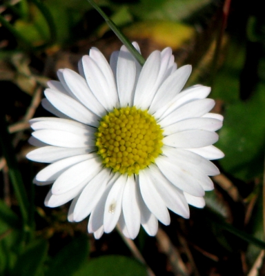 Kleine Schönheit