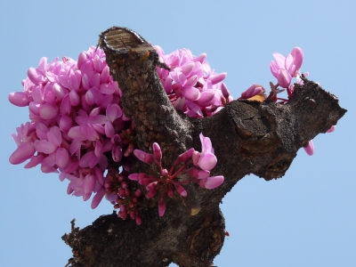 Frühlingsblumen in Apulien 4