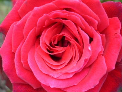 rosarote Rose