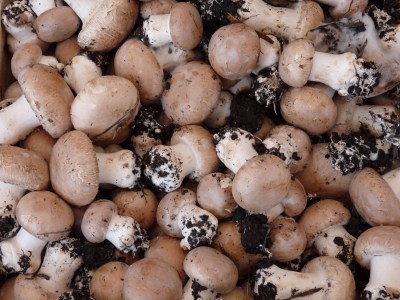 Markt in Apulien: Pilze