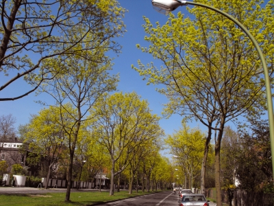 Ahornbäume im Frühling