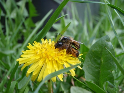 so machen das die Bienen....