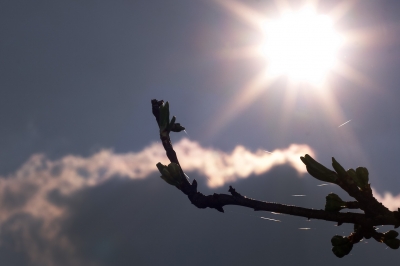 Knospen im Gegenlicht I