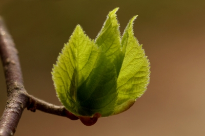 Frisches Grün