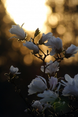 Magnolien im Sonnenschein