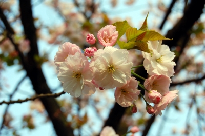Japanische Kirschblüte (Prunus serrulata)