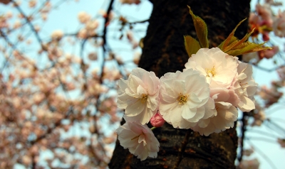 Japanische Kirschblüte (Prunus serrulata) #2