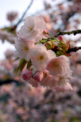 Japanische Kirschblüte (Prunus serrulata) #3