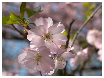 Kirschblüten im zarten Rosa