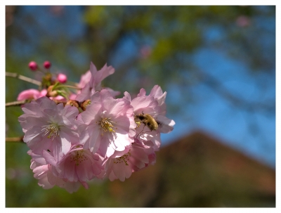 Kirschblüte mit falscher Biene