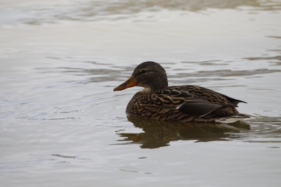 Ente am Neusiedlersee