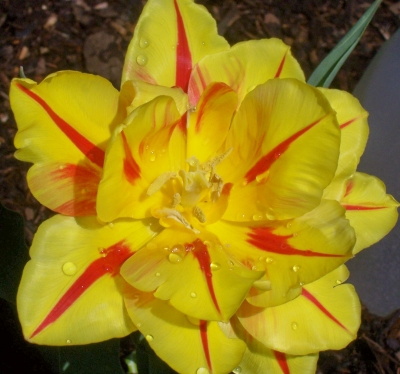 Tulpe gelb-rot