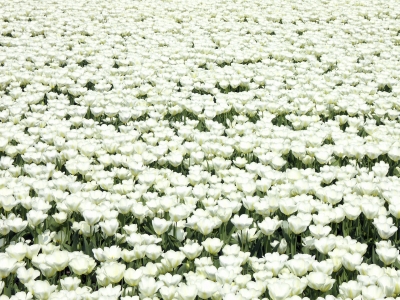 Weiße Tulpen in....