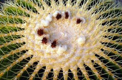 Kaktus-Sonne