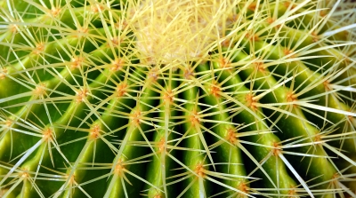 Textur Kaktus-Stacheln