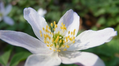 Makroaufnahme von einer Blume