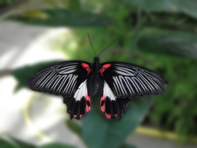 Schmetterling_3