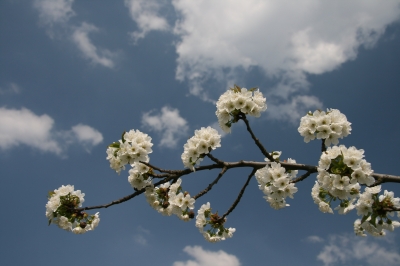 April-Kirschblüte
