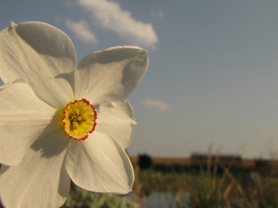 Blümchen