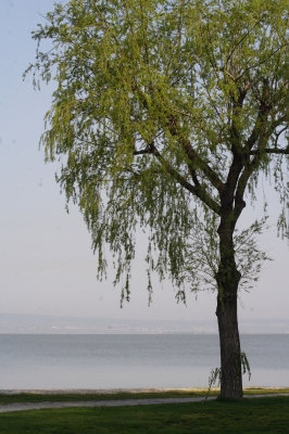 Ein Baum am See