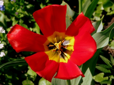 Tulpe - voll erblueht