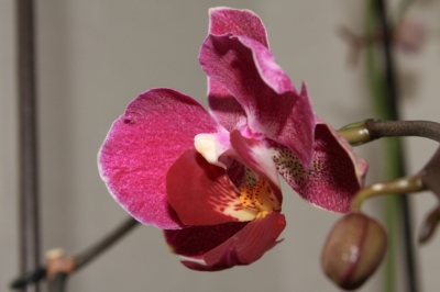 Orchidee