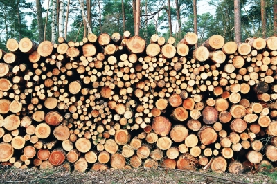 Holzeinschlag