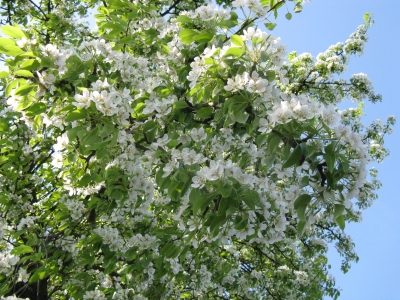 Birnbaum in voller Blüte 1