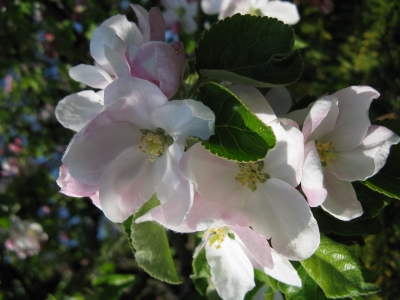 Apfelblüten 4