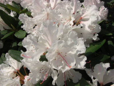 Weisser Rhododendron