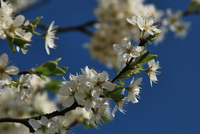 Weiße Blüten